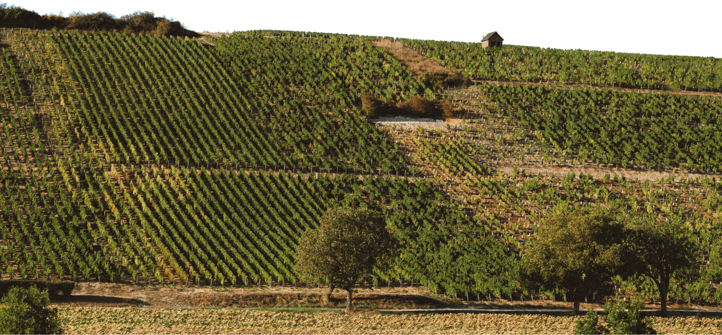 Hubert brochard - Domaine Hubert Brochard