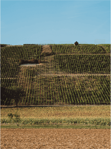 Notre Domaine se métamorphose au nom de l’excellence - Domaine Hubert Brochard