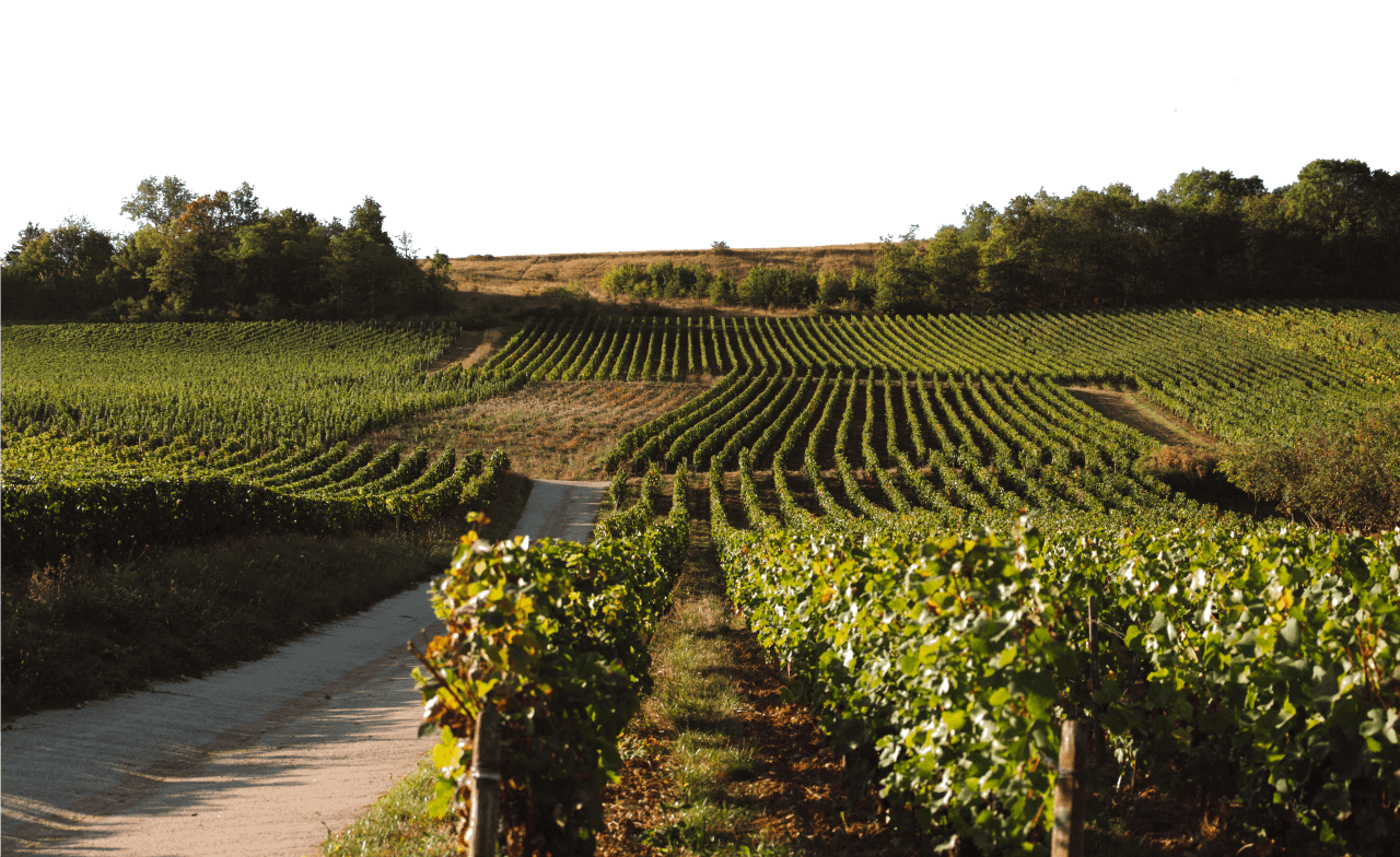 Notre Domaine se métamorphose au nom de l’excellence - Domaine Hubert Brochard