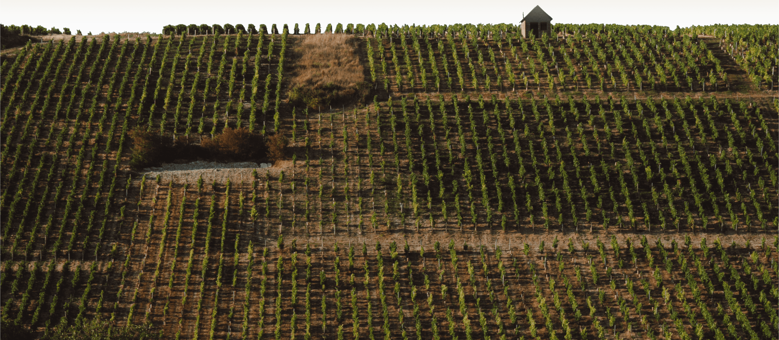 Révéler la vigne - Domaine Hubert Brochard
