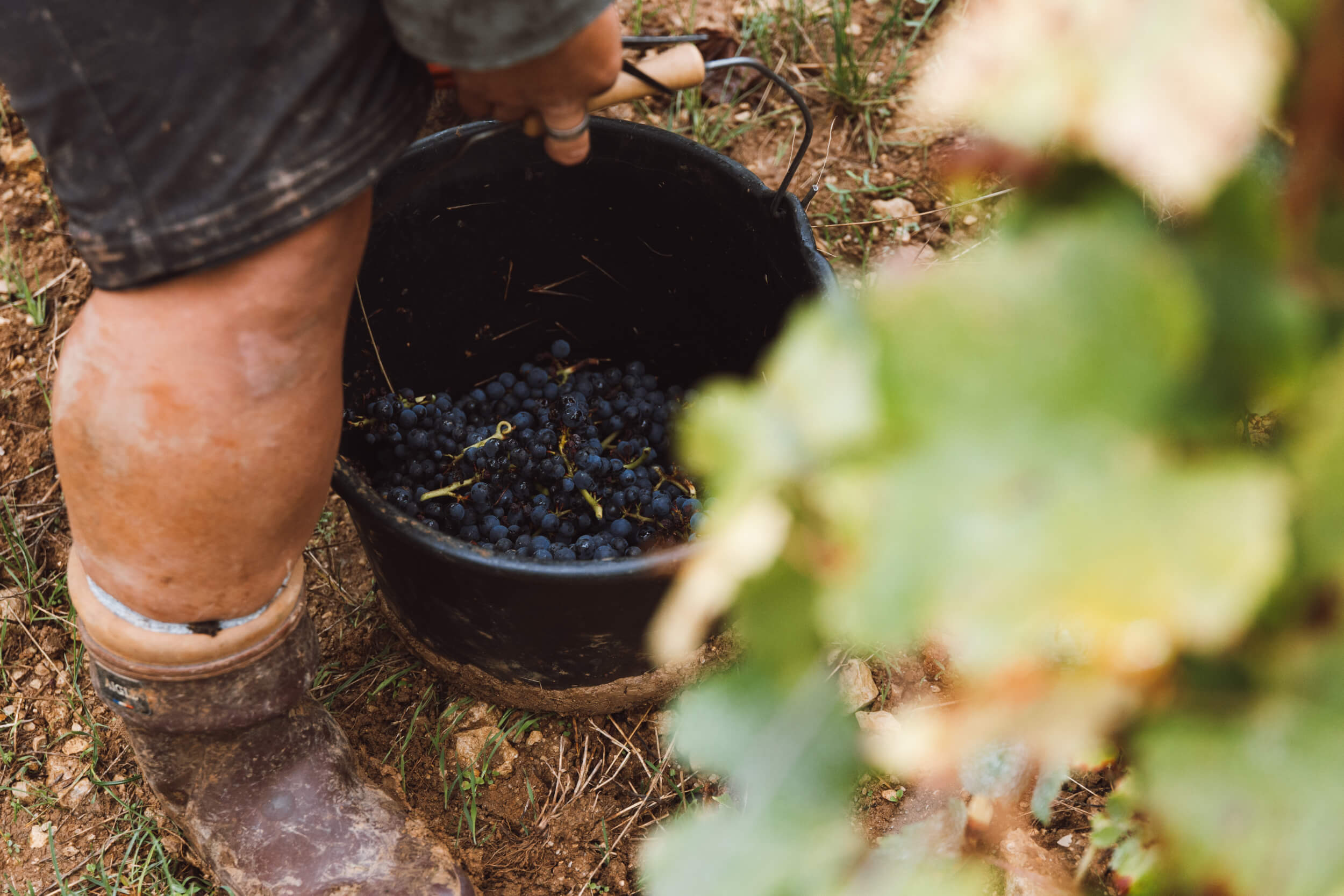 Sancerre rouge - Domaine Hubert Brochard
