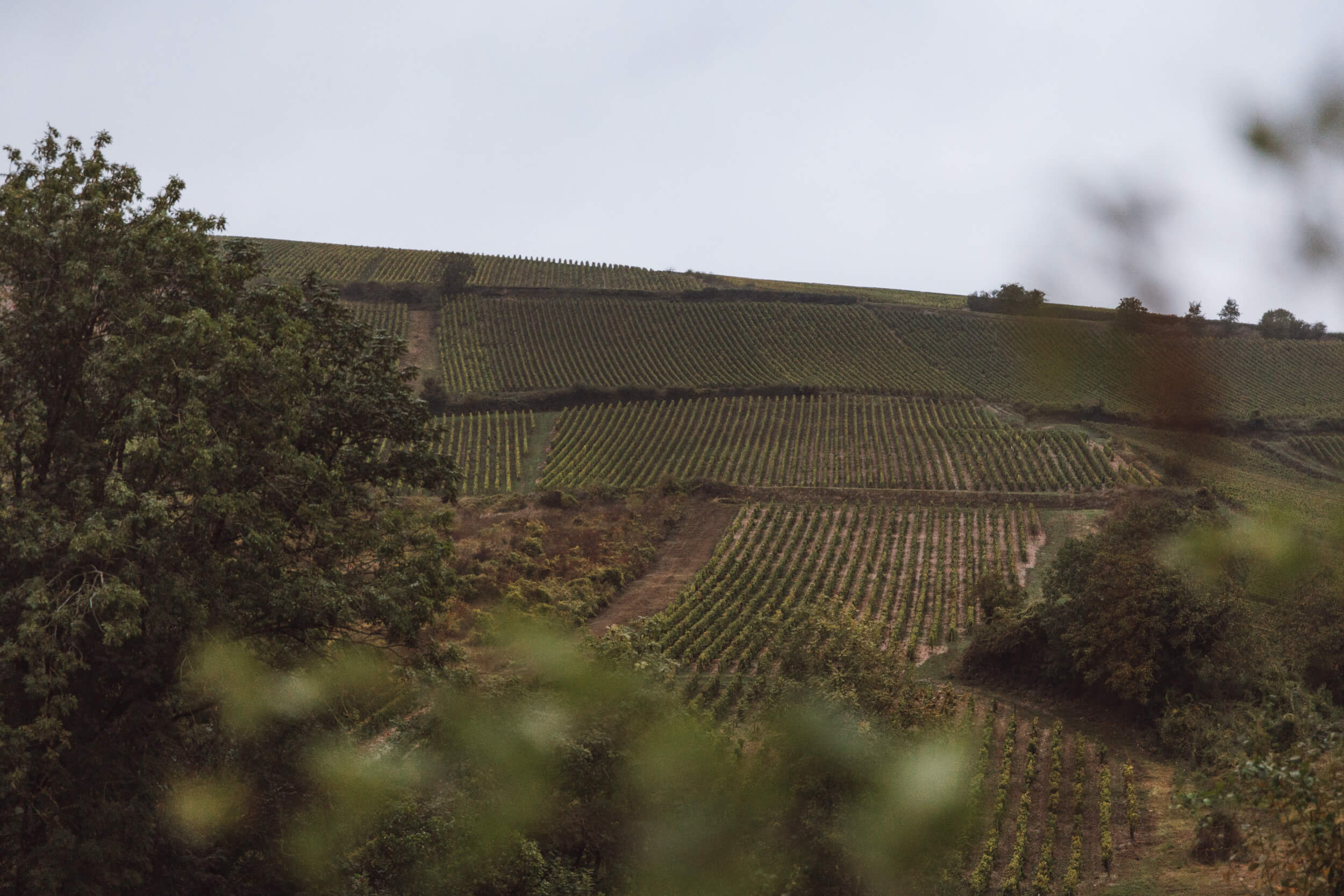 Sancerre rouge - Domaine Hubert Brochard