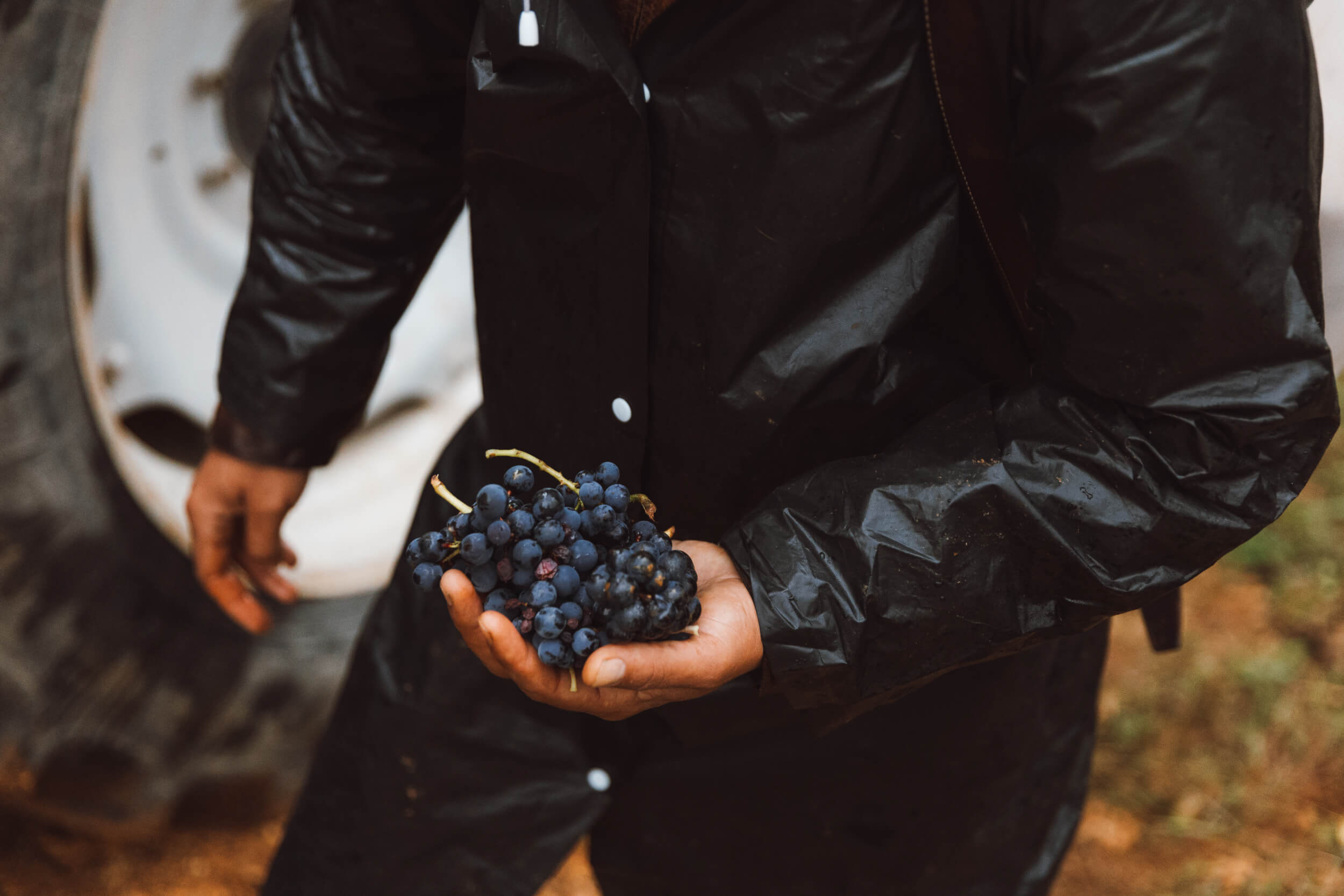 Sancerre rouge - Domaine Hubert Brochard
