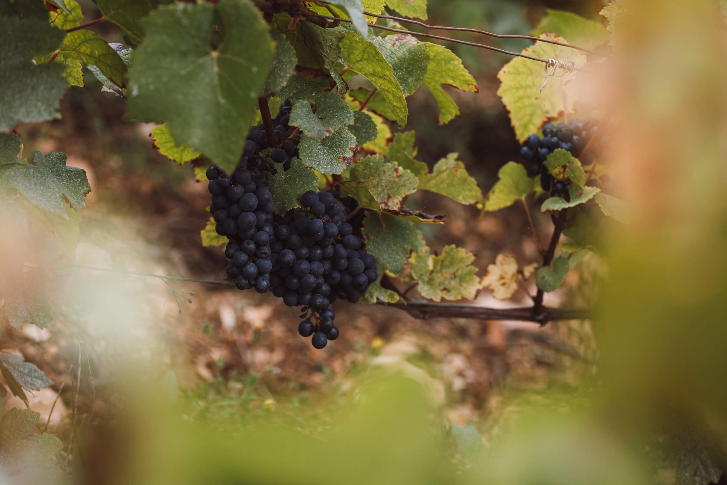 Sancerre Rosé Wine - Hubert Brochard