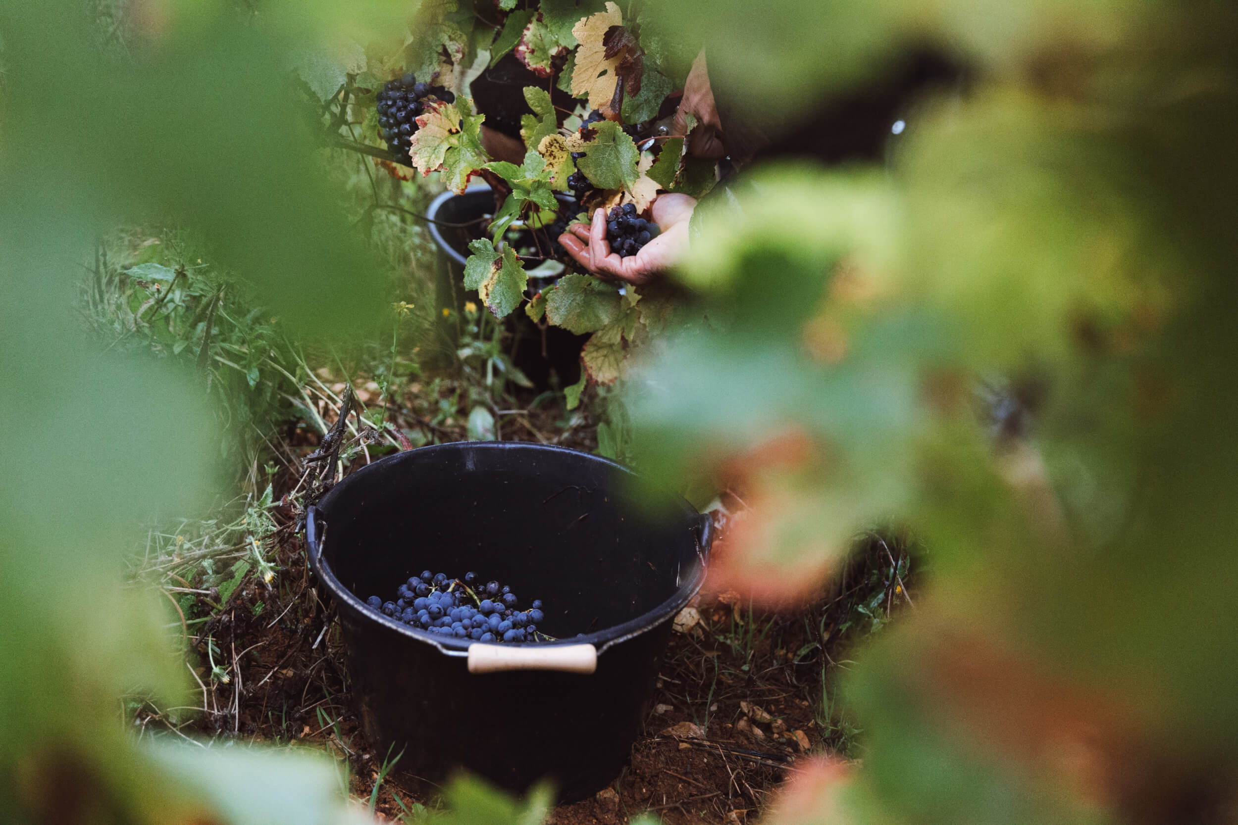 Quand le Domaine Hubert Brochard s’invite à la Cité du Vin - Domaine Hubert Brochard