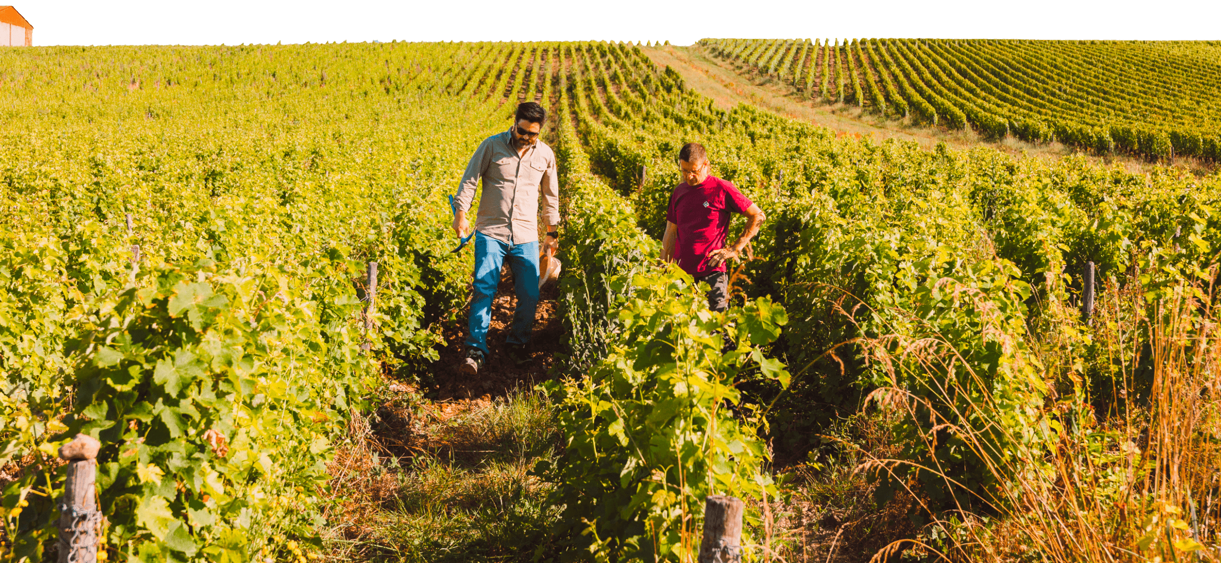 Notre signature - Domaine Hubert Brochard