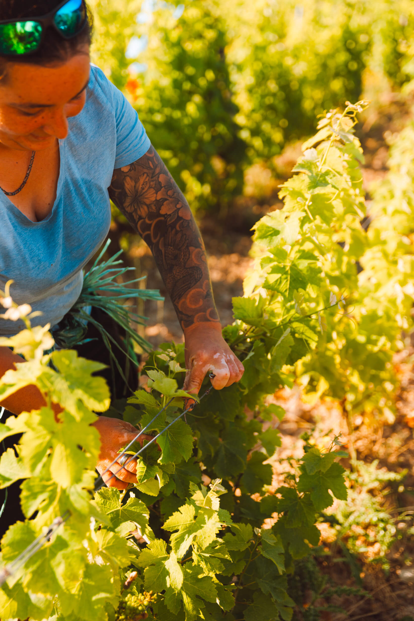 Nos valeurs - Domaine Hubert Brochard