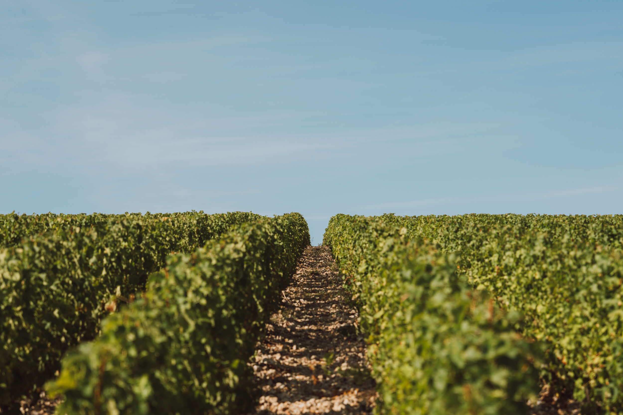 Atelier de dégustation privilège - Domaine Hubert Brochard