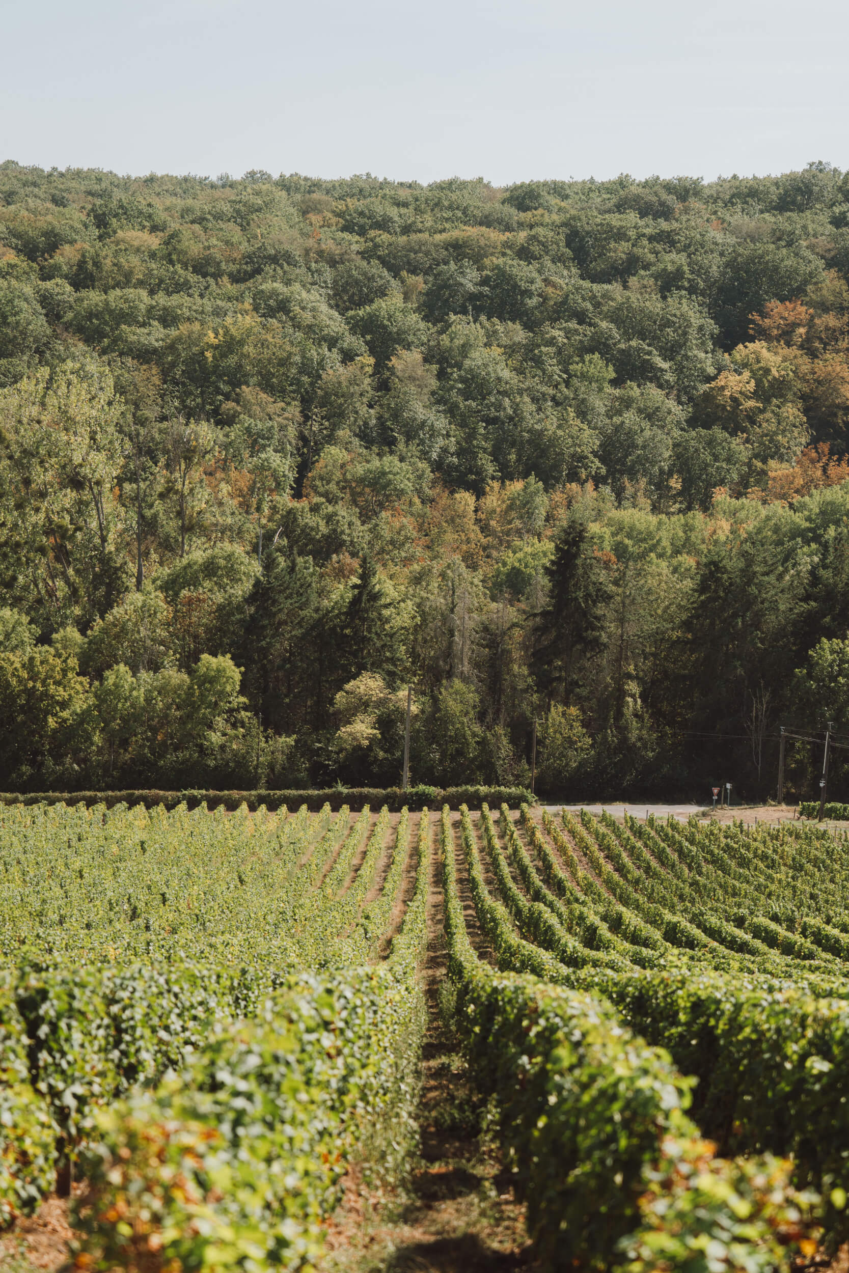 Atelier de dégustation privilège - Domaine Hubert Brochard