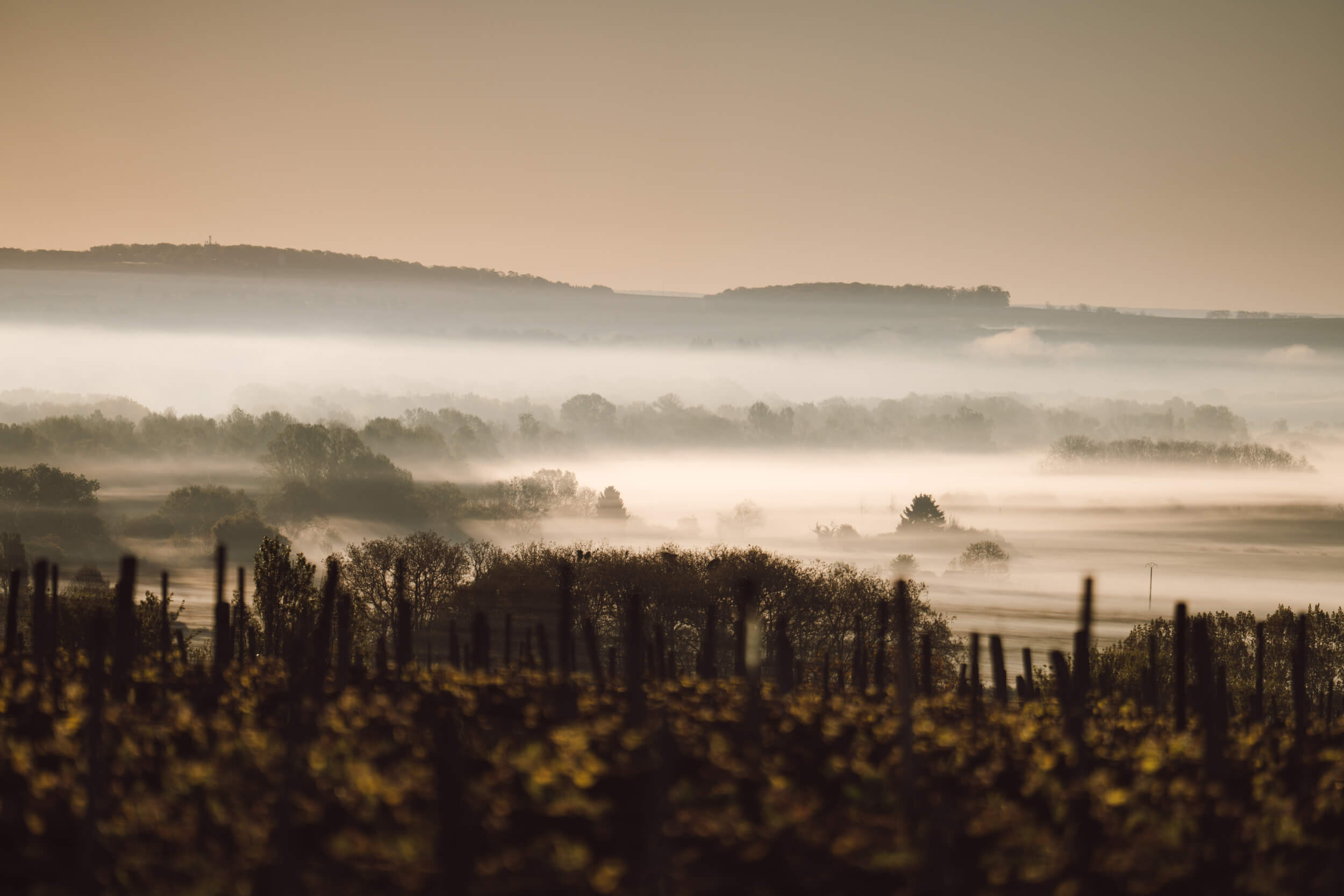 Vue du vignoble Hubert Brochard à Sancerre au lever du jour, dans une atmosphère brumeuse caractéristique du terroir.