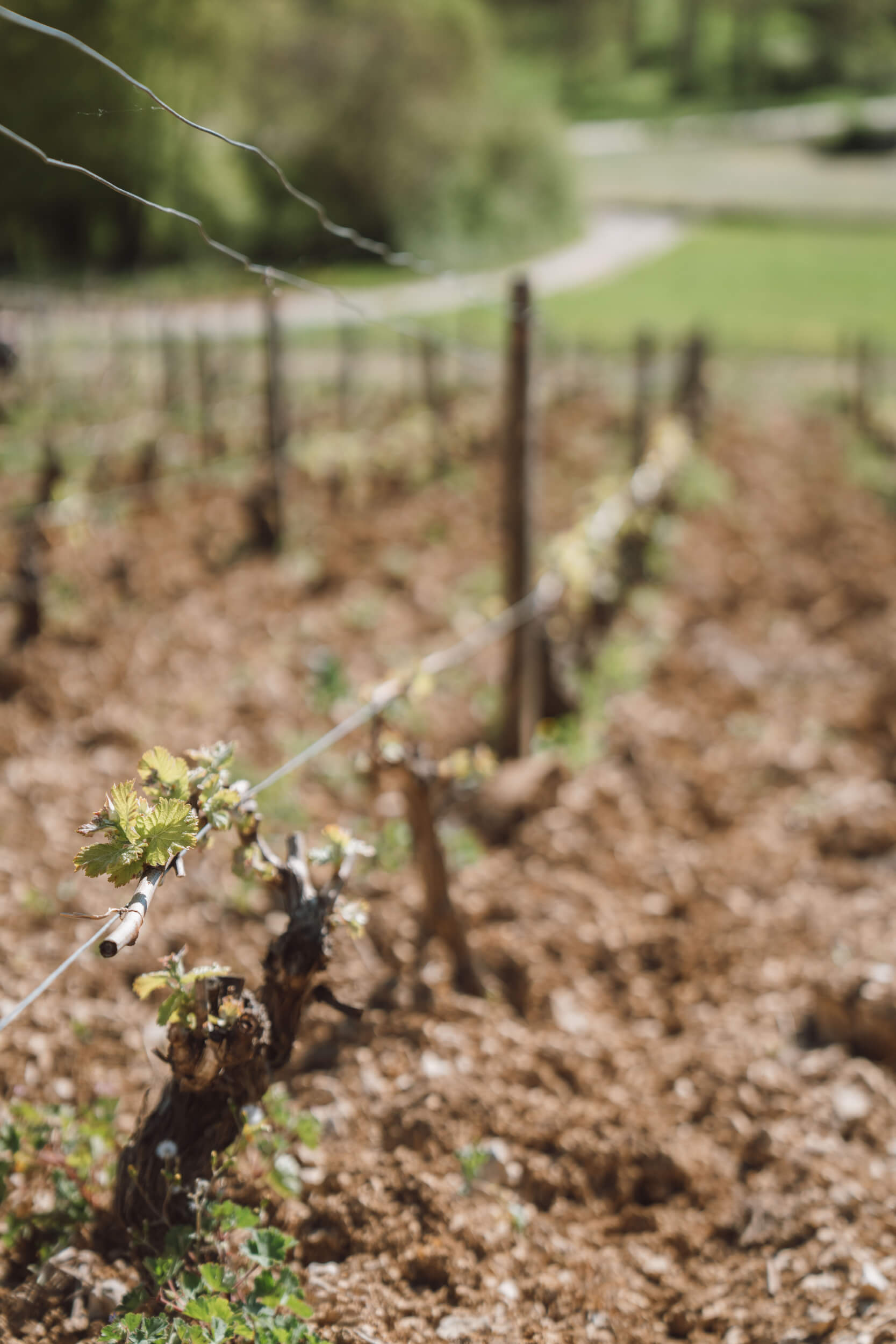 Jeunes grappes de vigne dans une parcelle du Domaine Hubert Brochard durant le millésime 2026 à Sancerre.