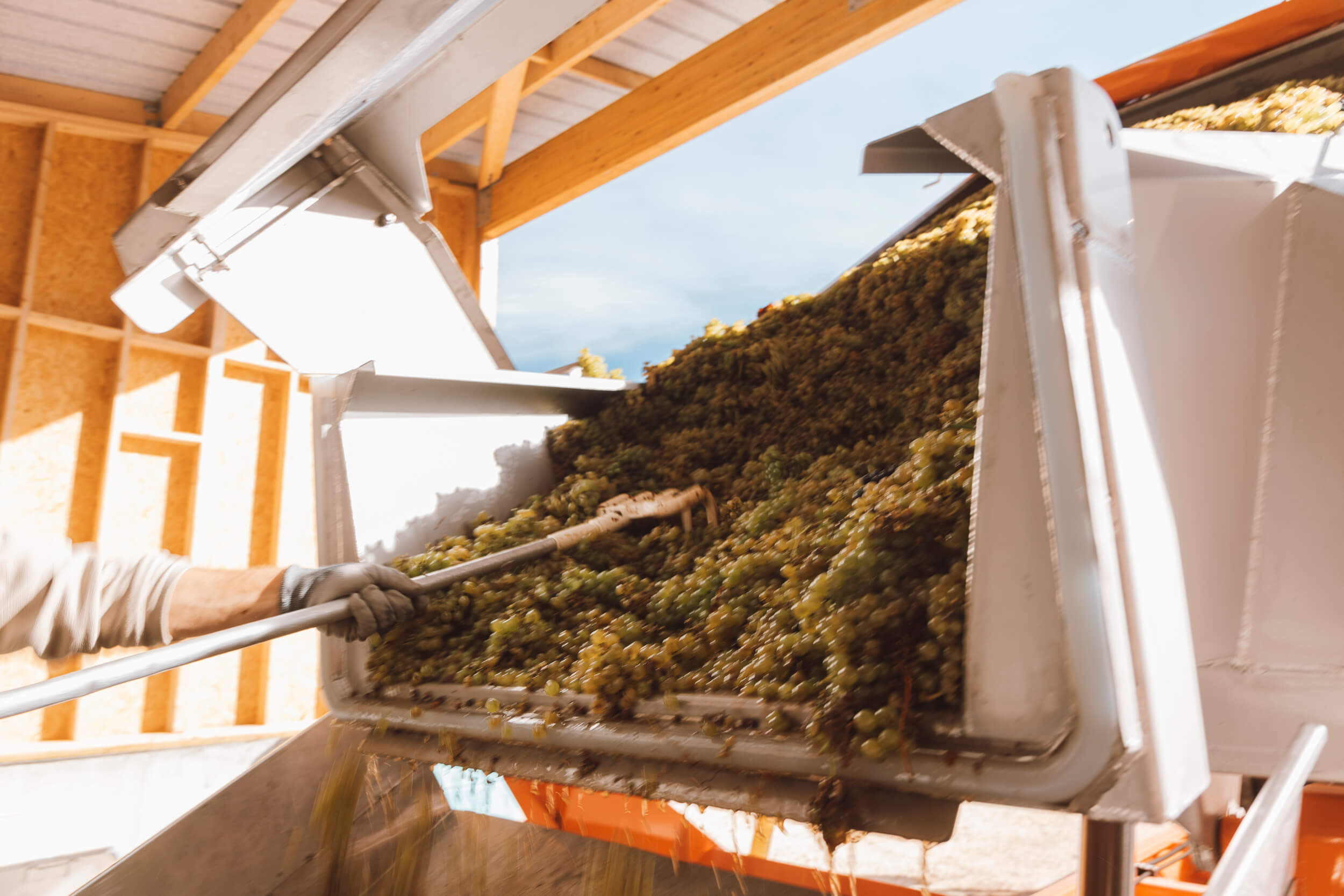 Raisins fraîchement récoltés lors des vendanges 2025 au Domaine Hubert Brochard avant pressurage.