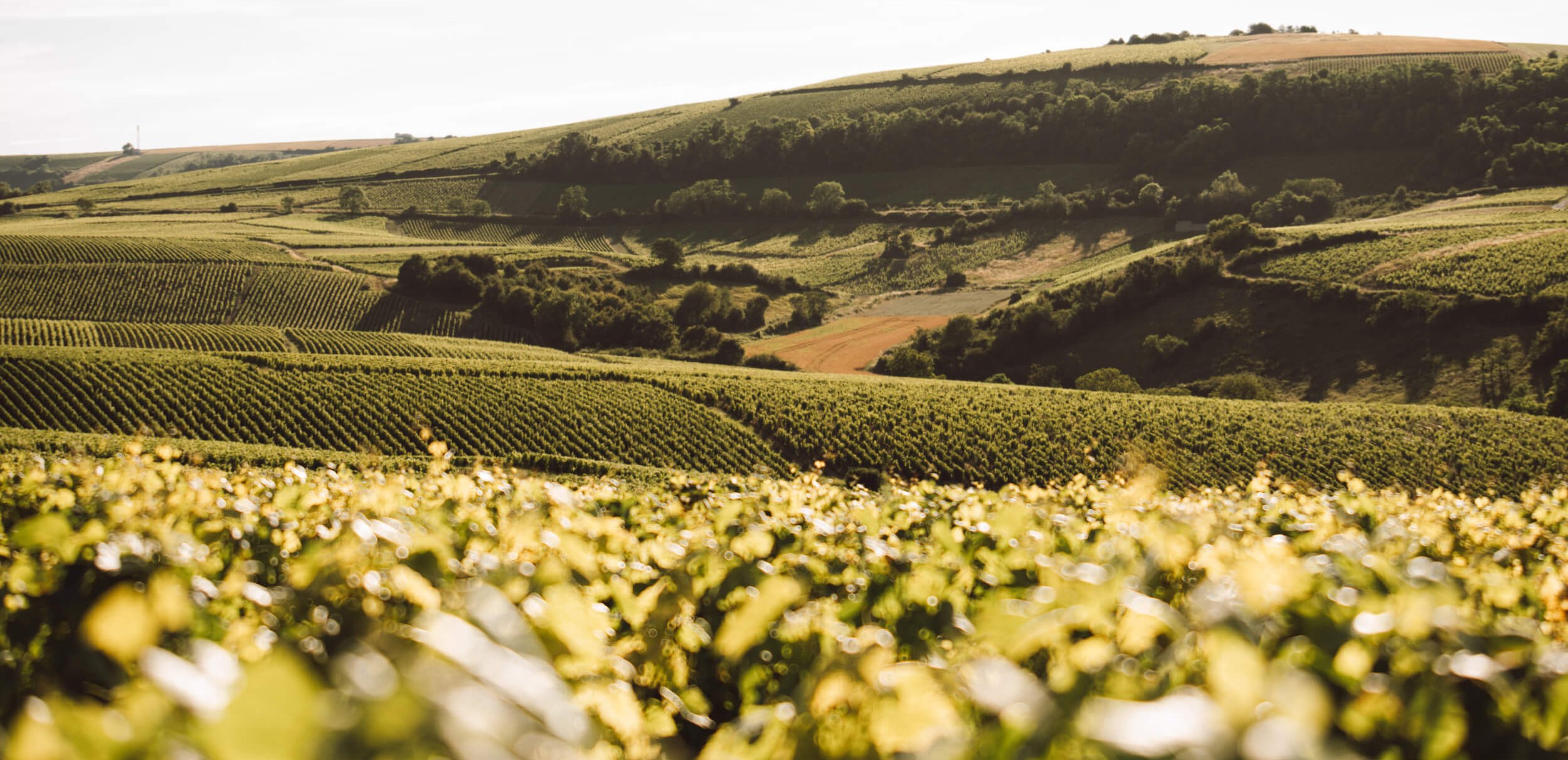 Hubert brochard - Domaine Hubert Brochard